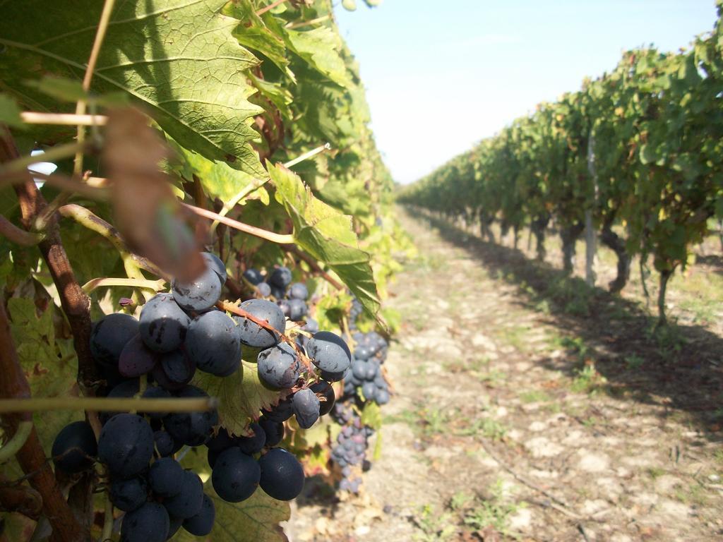 Loire, Chateaux, Et Vignes Onzain Dış mekan fotoğraf